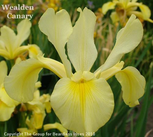 Wealden Canary (5)